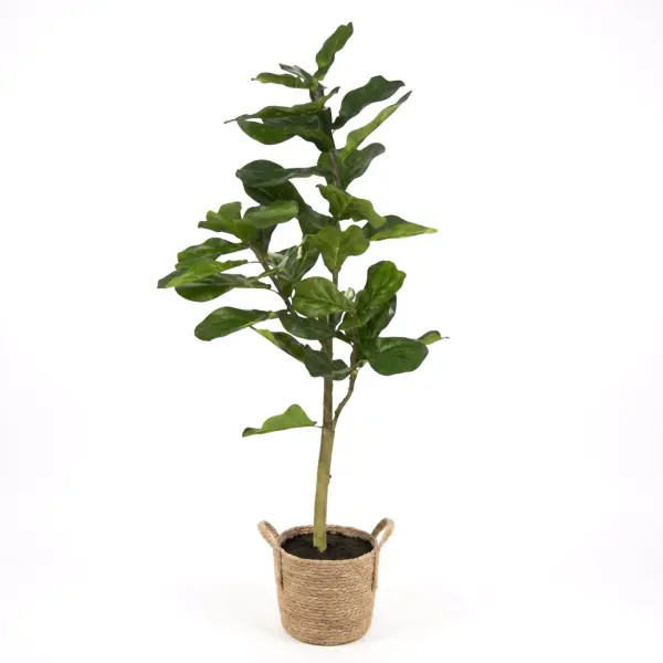<hide>Decor – </hide>5' Assorted Fiddle Leaf Fig